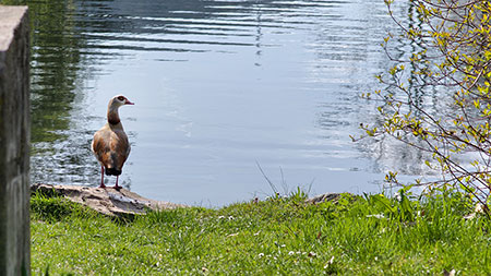 Nilgans